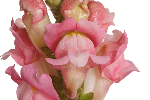 Крупный план розовых цветов шапдракона, изолированных на белом — стоковое фото