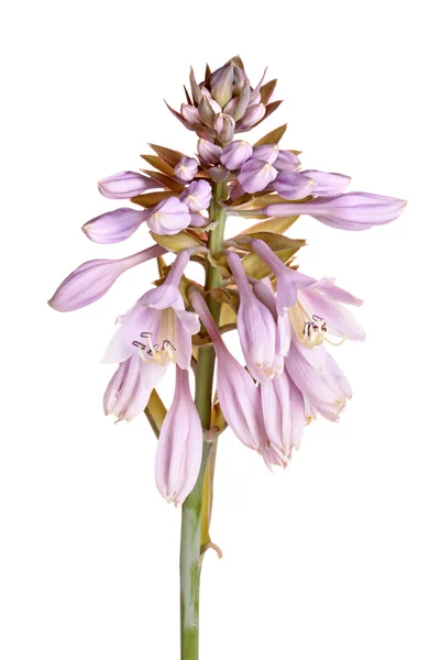 Στέλεχος με μοβ άνθη του ένα hosta — Φωτογραφία Αρχείου