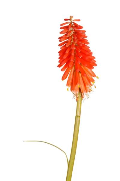 Stem with bright orange flowers of Kniphofia