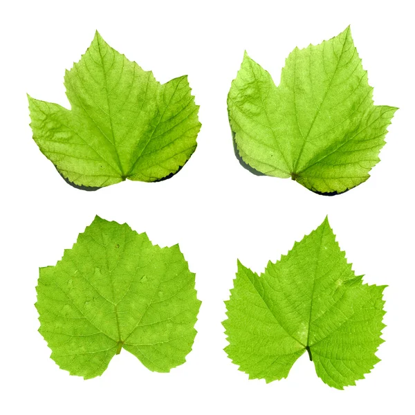 Зеленые виноградные листья изолированы на белом — стоковое фото