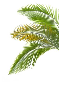 Leaves of palm tree clipart