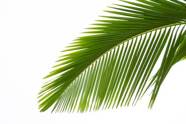 palmiye ağacının yaprak