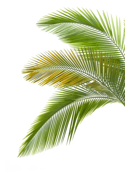 Hojas de palmera —  Fotos de Stock