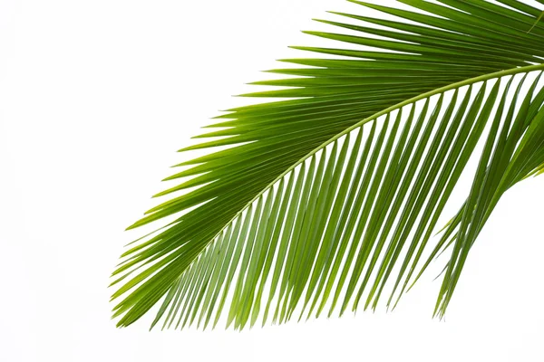 Blad van palmboom — Stockfoto