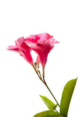 A beautiful pink flower with water drop isolated on a white back clipart