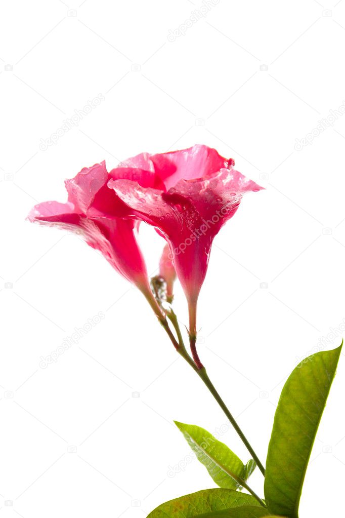 A beautiful pink flower with water drop isolated on a white back