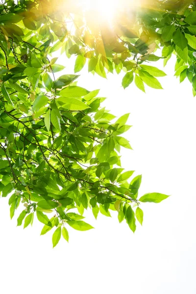 Весняне листя білого дерева магнолії — стокове фото