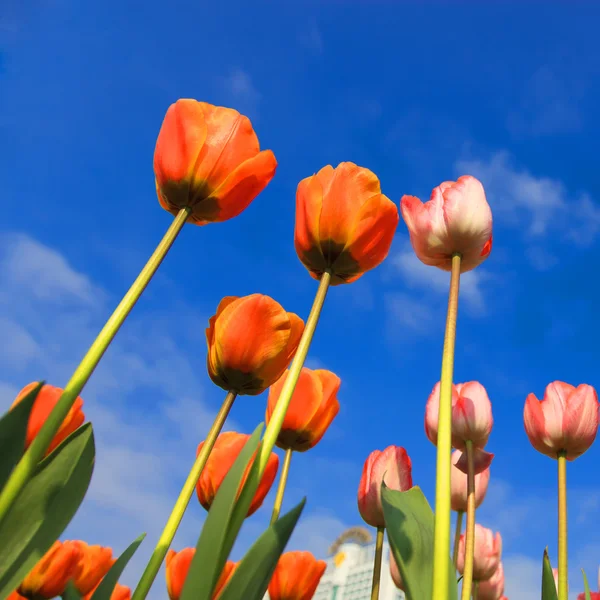 Blossoming tulips — Stock Photo, Image