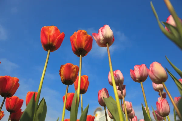Blossoming tulips — Stock Photo, Image
