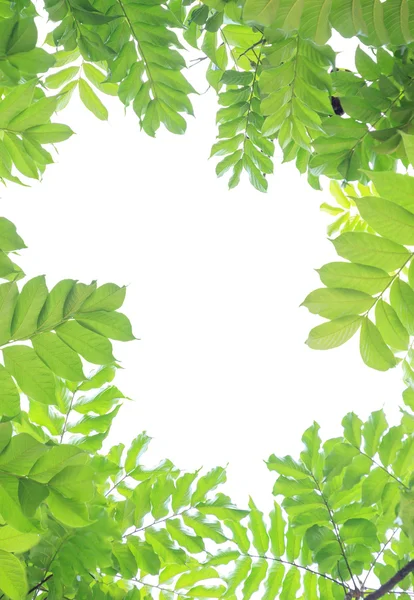 Groene bladeren op witte achtergrond. — Stockfoto
