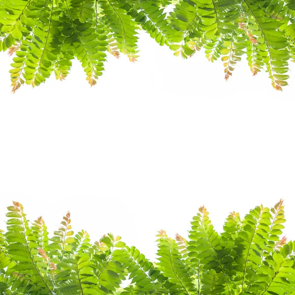 Groene bladeren op witte achtergrond. — Stockfoto