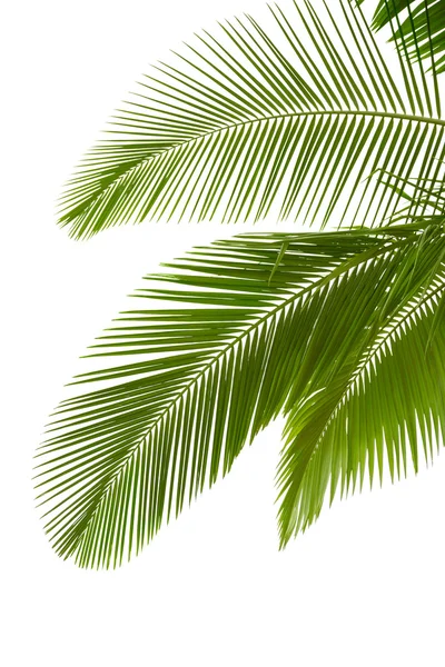 Листья пальмы — стоковое фото