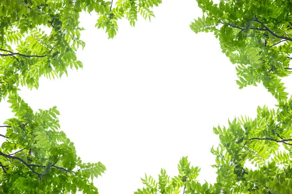 Quadro folhas verdes no fundo branco. — Fotografia de Stock