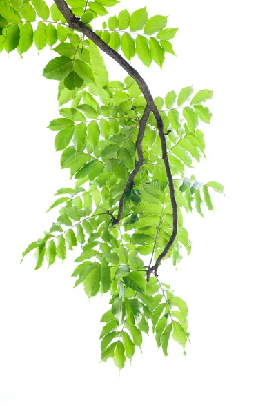 Pobočka zelených listů na bílém pozadí. — Stock fotografie