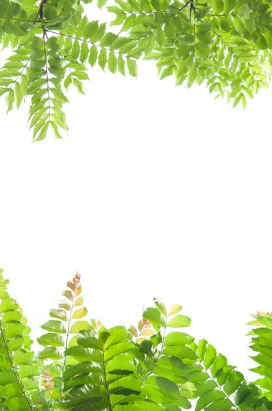 Zielone liście ramka na białym tle. — Zdjęcie stockowe