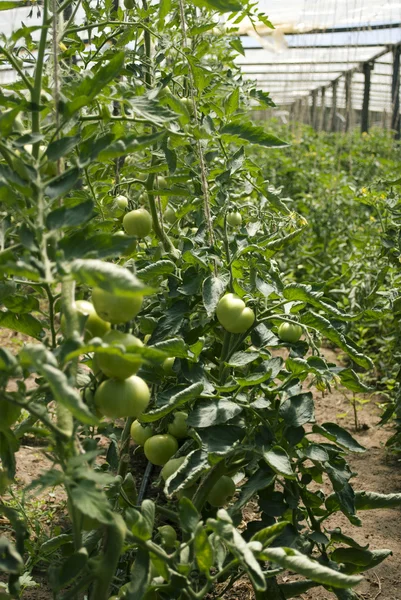 Estufa verde de tomate — Fotografia de Stock