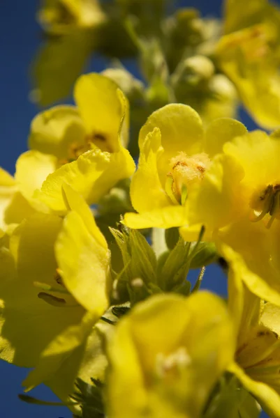 stock image Yellow Flowers