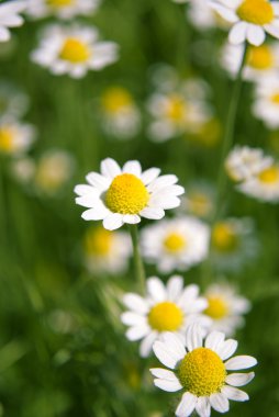 Wild Camomile clipart