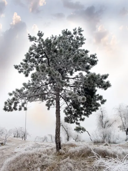Zamrożone drzewa — Zdjęcie stockowe