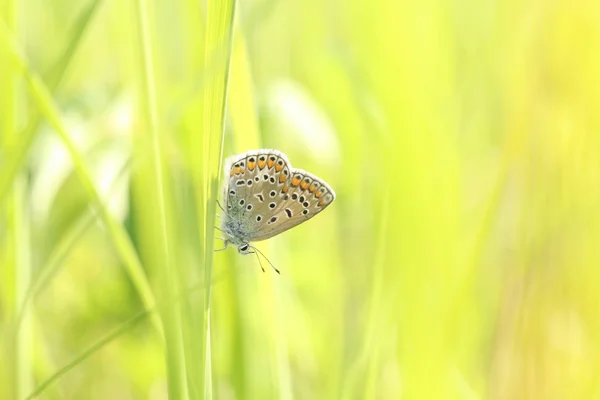 Butterfly at dawn — Stock Photo, Image