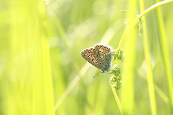 Бабочка на рассвете — стоковое фото