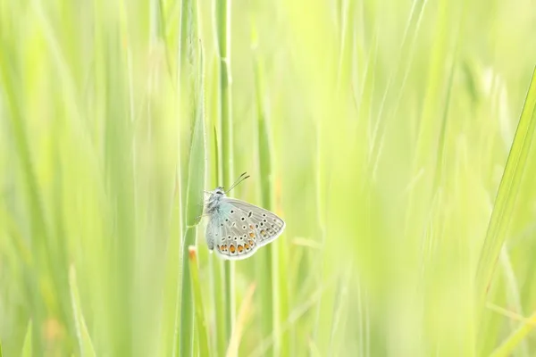 Vlinder bij dageraad — Stockfoto