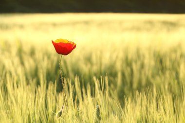 Poppy in the field clipart