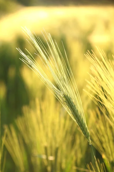 Close up of wheat ear — Stock Photo, Image