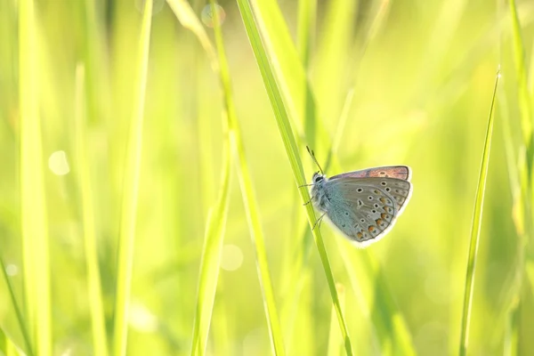 Butterfly at sunrise — Stock Photo, Image