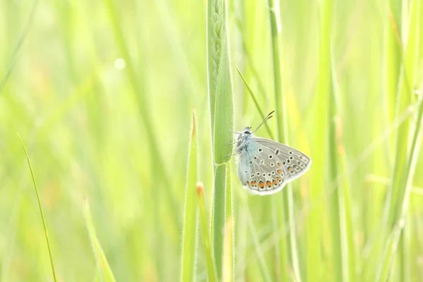 Fechar de uma borboleta — Fotografia de Stock