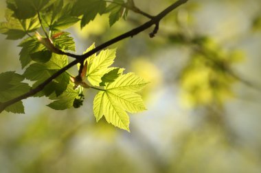 Spring maple leaves clipart