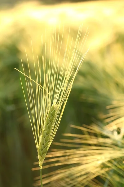 Gros plan de l'épi de blé — Photo