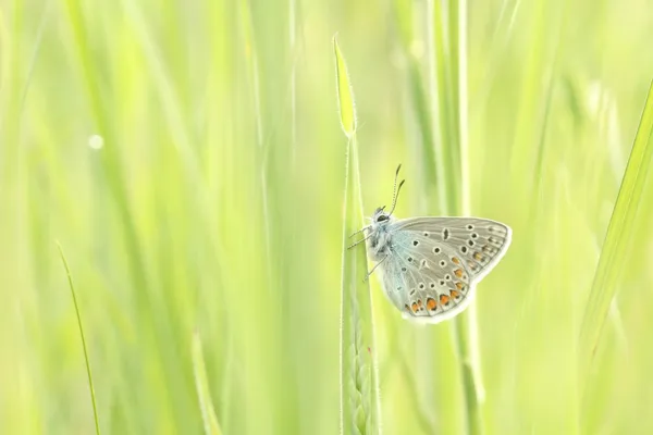 Загальні Синій метелик — стокове фото