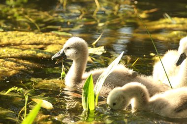 Cygnet in the pond clipart