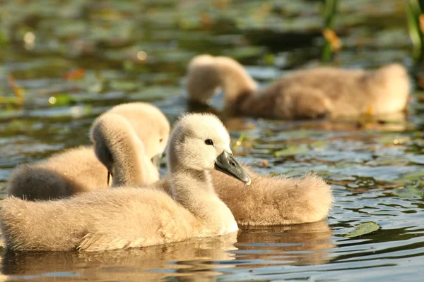 Cygnet in the pond — Stock Photo, Image
