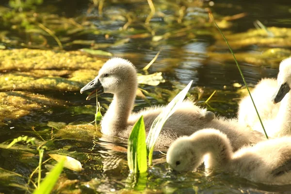 池塘里的小天鹅 — 图库照片