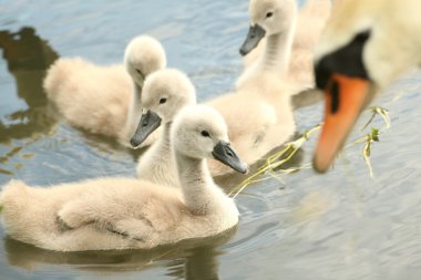 Family of young swans clipart