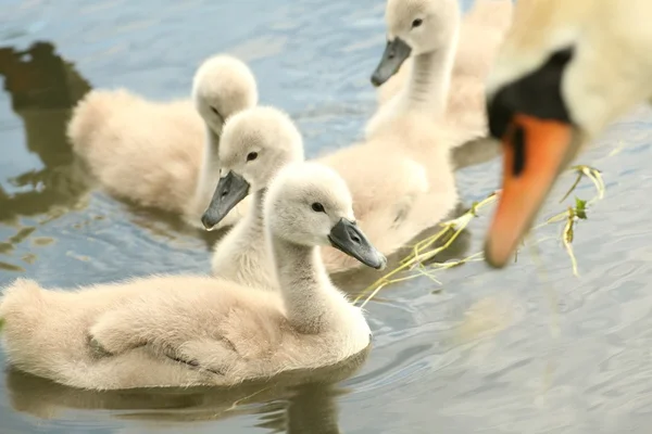 Семья молодых лебедей — стоковое фото