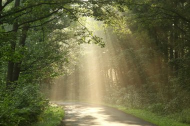 Deciduous forest after the rain clipart