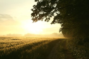 Dirt road at dawn clipart