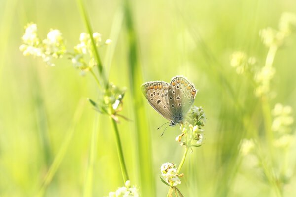 Closeup of a butterfly