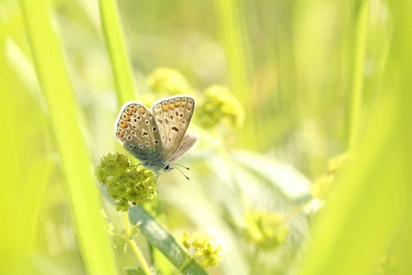 Bir kelebeğin yakın çekimi — Stok fotoğraf