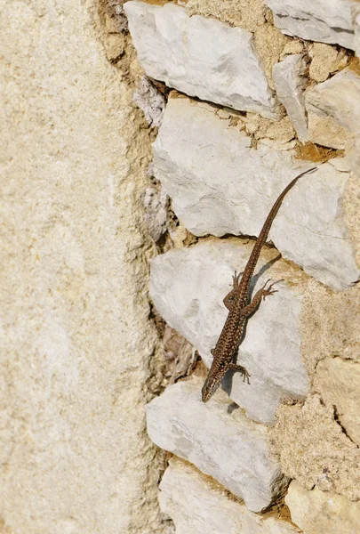 stock image Brown Lizard on a Stone Wall