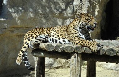 leopar bir hayvanat bahçesi