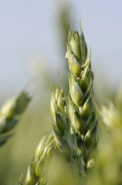 Close-up op groene maïs — Stockfoto