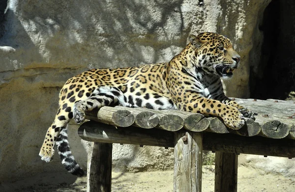 stock image Leopard in a Zoo