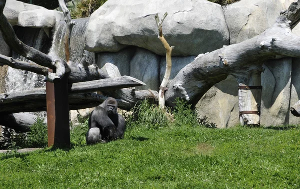 Gorila cinzenta num recinto zoológico — Fotografia de Stock