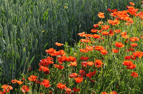 stock image Many Red Poppies Along a Corn Meadow