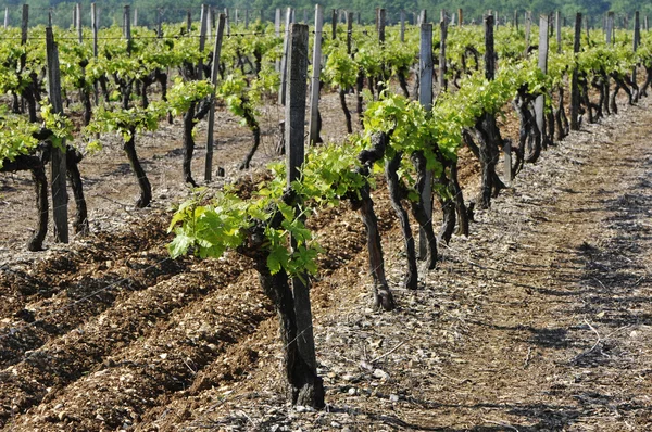 stock image Vineyard with Young Vine