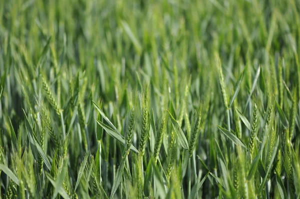 Grüne und junge Stängel Mais — Stockfoto